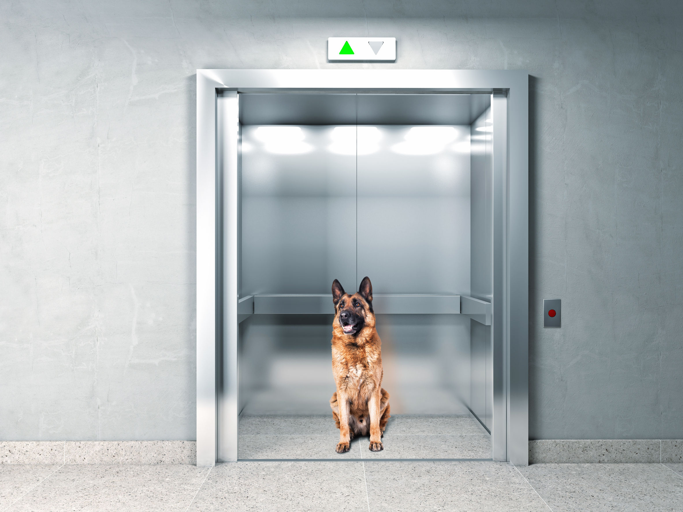 Condominio è possibile portare animali in ascensore